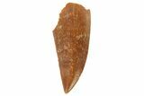 Serrated, Raptor Tooth - Very Large Example #86023-1